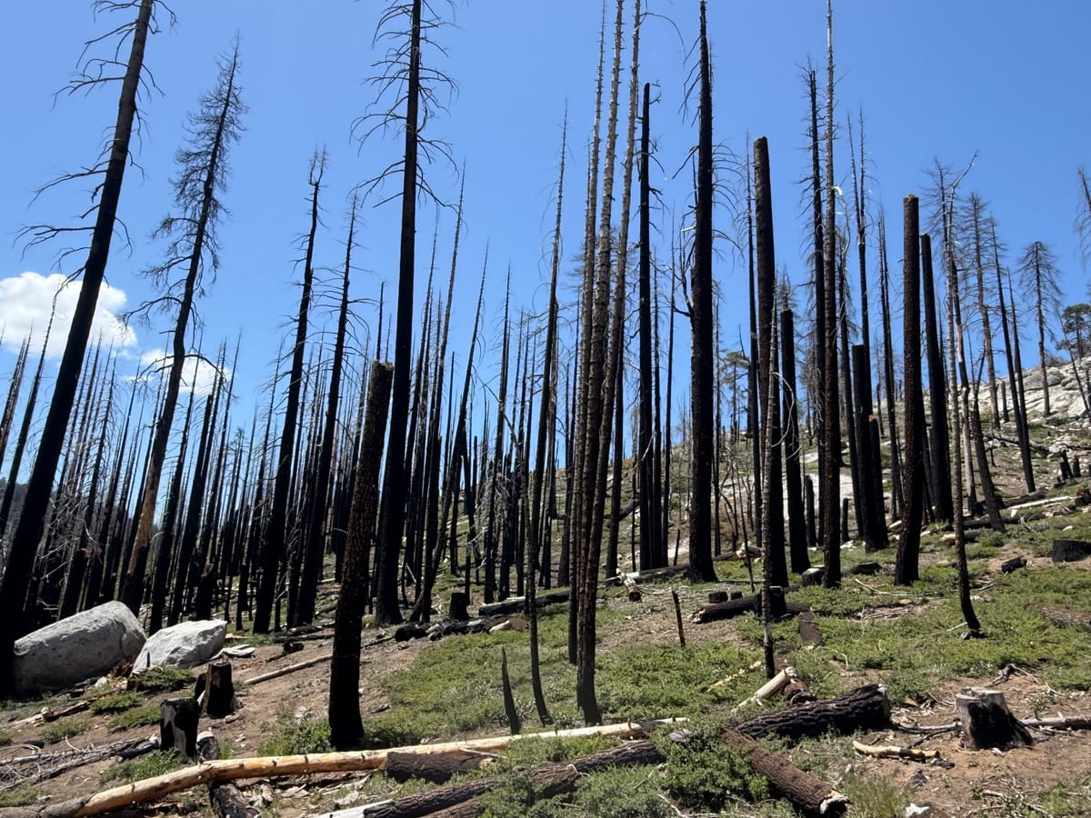 Sequoia national park photo 4