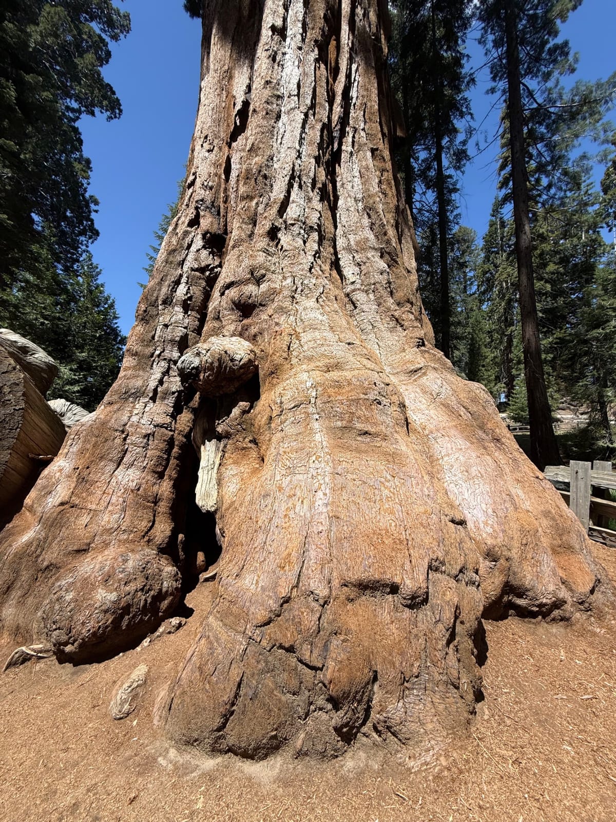 Sequoia national park photo 5